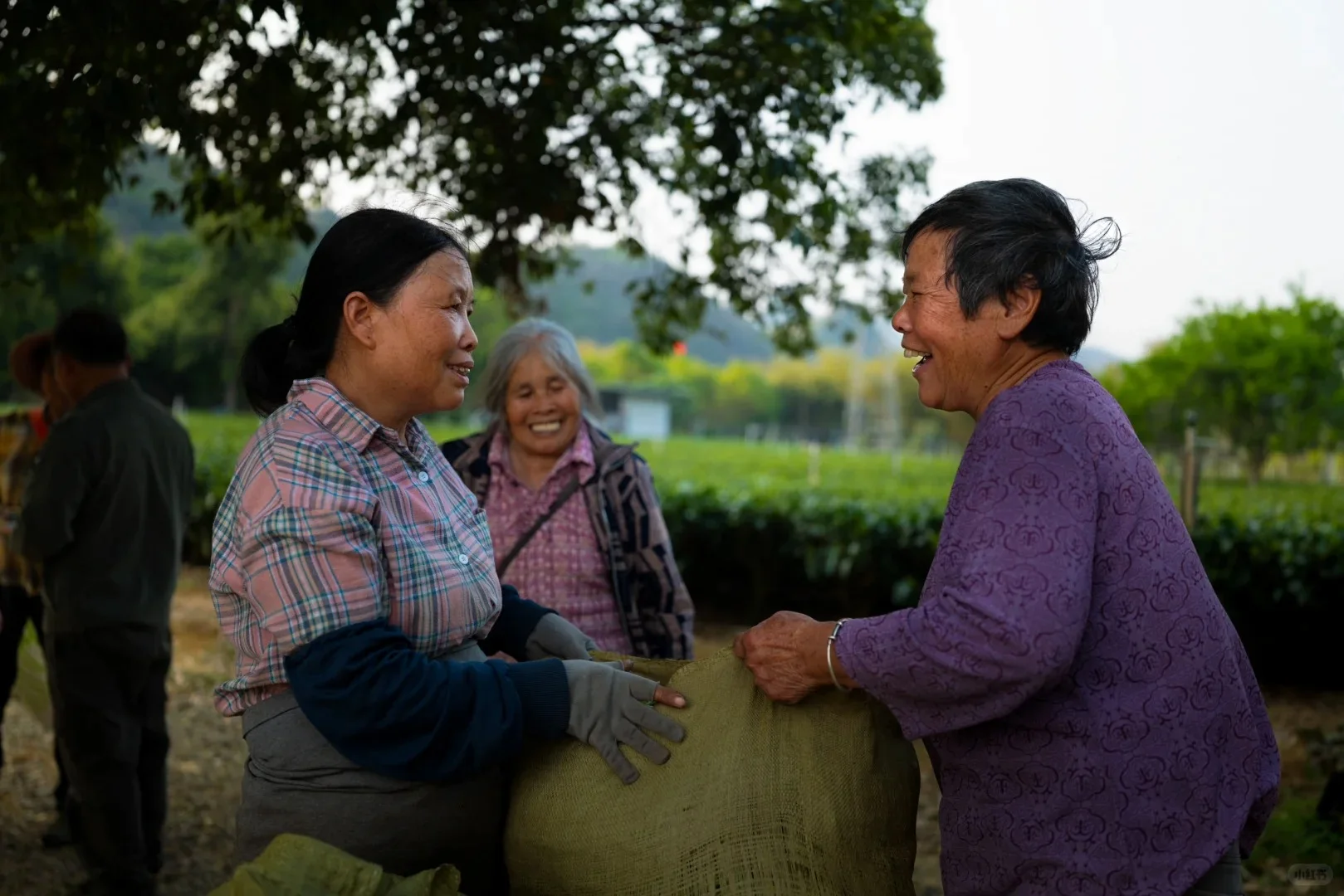 Tea farmers sharing a joyful moment after the harvest in Yunnan