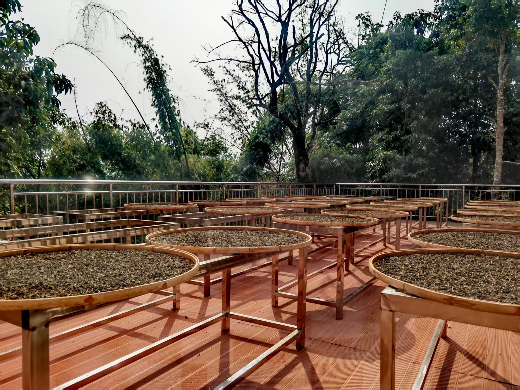 Sun-drying maocha in Yunnan.