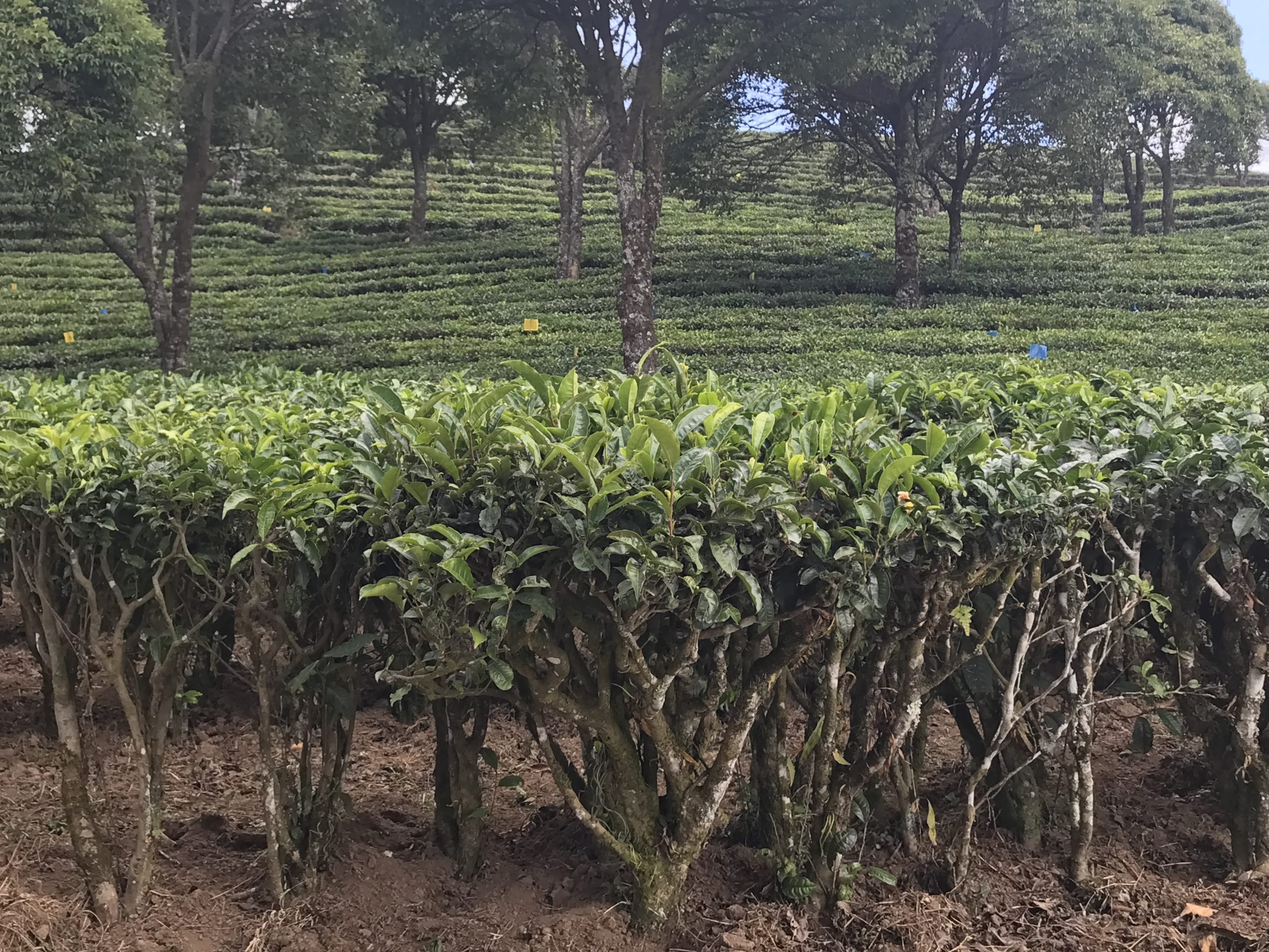 Whole leaf tea ready for brewing