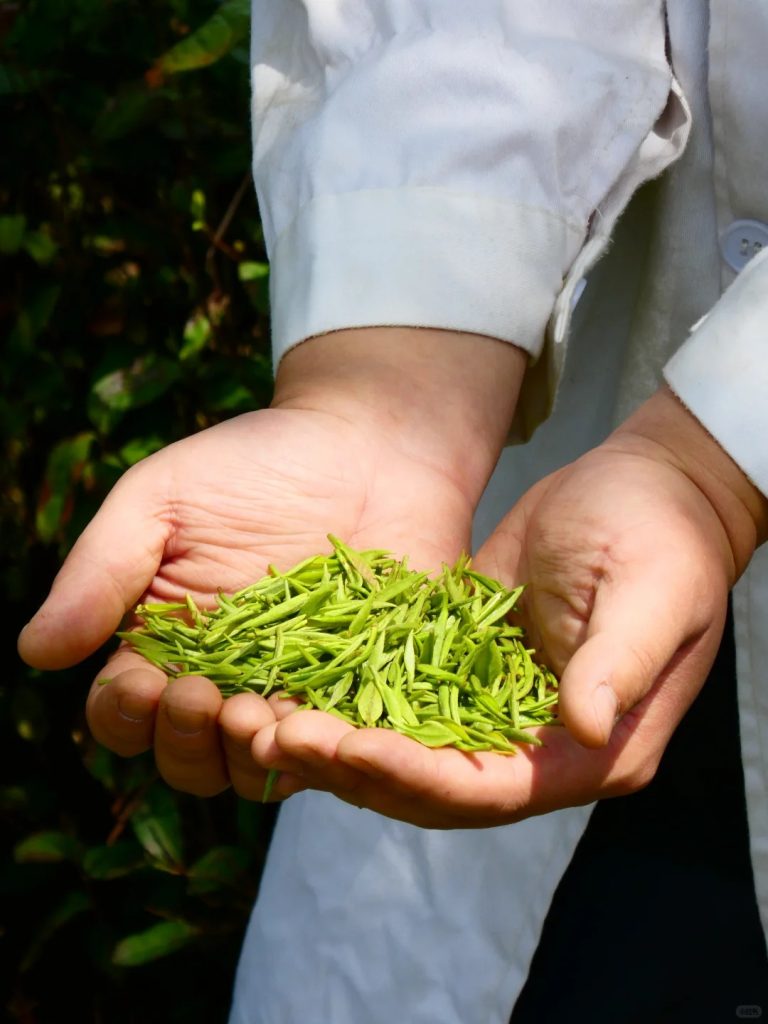Pure Freshness, Timeless Heritage: The Story of Chinese Green Tea