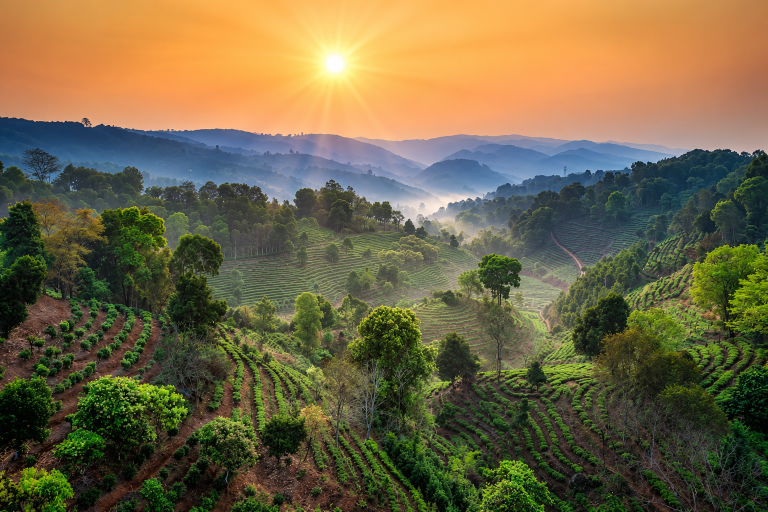 Pu-erh Tea Regions: A Complete Guide to Yunnan’s Famous Tea Mountains