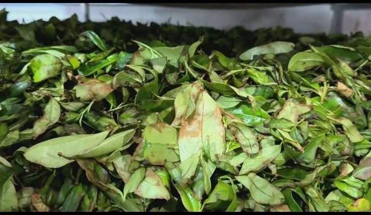 Red-edged leaves after the yao qing stage of oolong processing