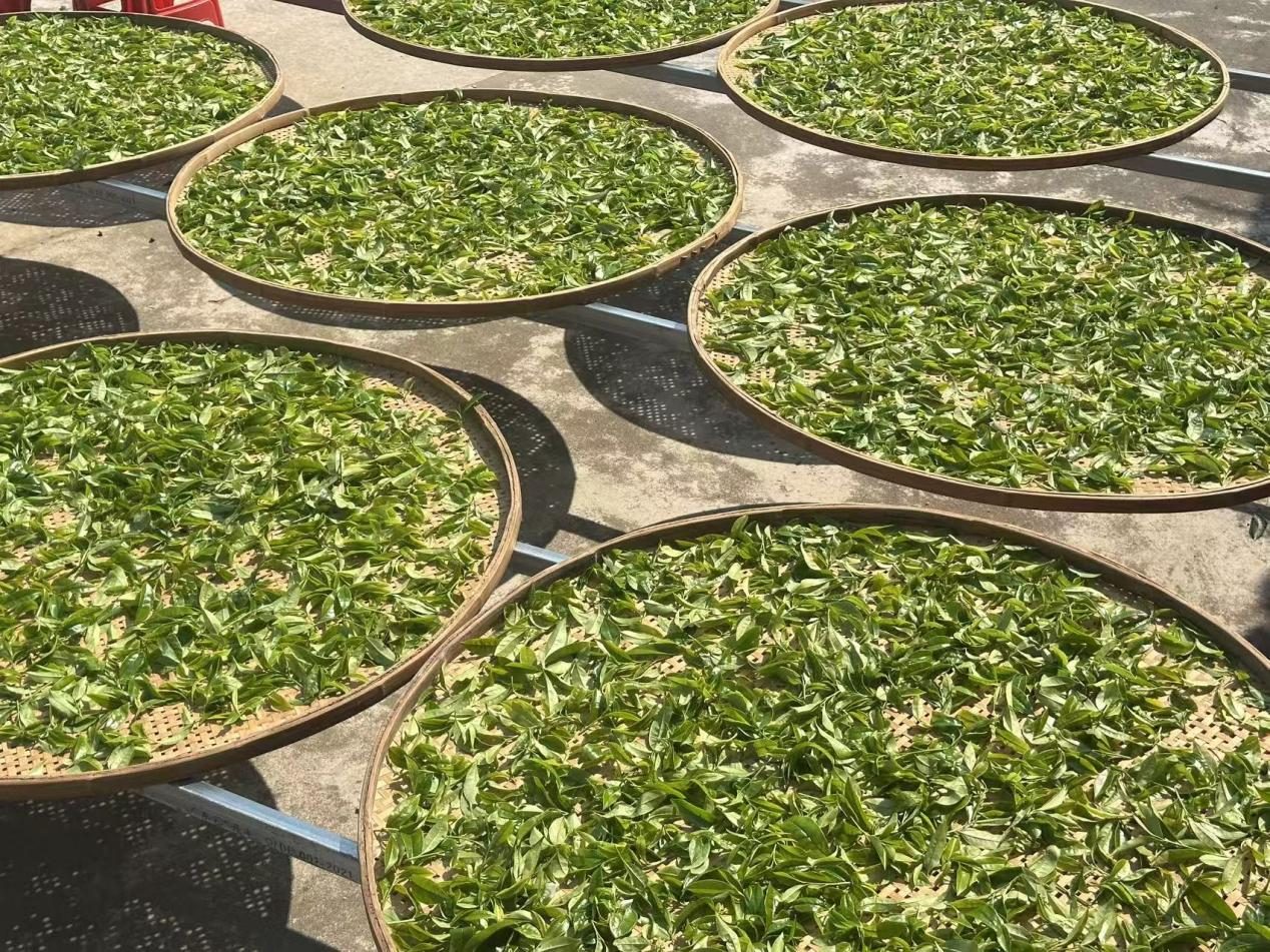 Fresh Phoenix Dan Cong leaves withering in bamboo trays