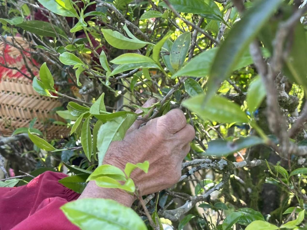 Hand-picking mature Phoenix Dan Cong tea shoots