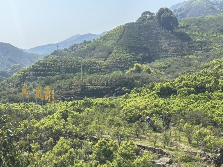 Phoenix Dan Cong Tea: Aroma Types, Origin, Buying and Brewing