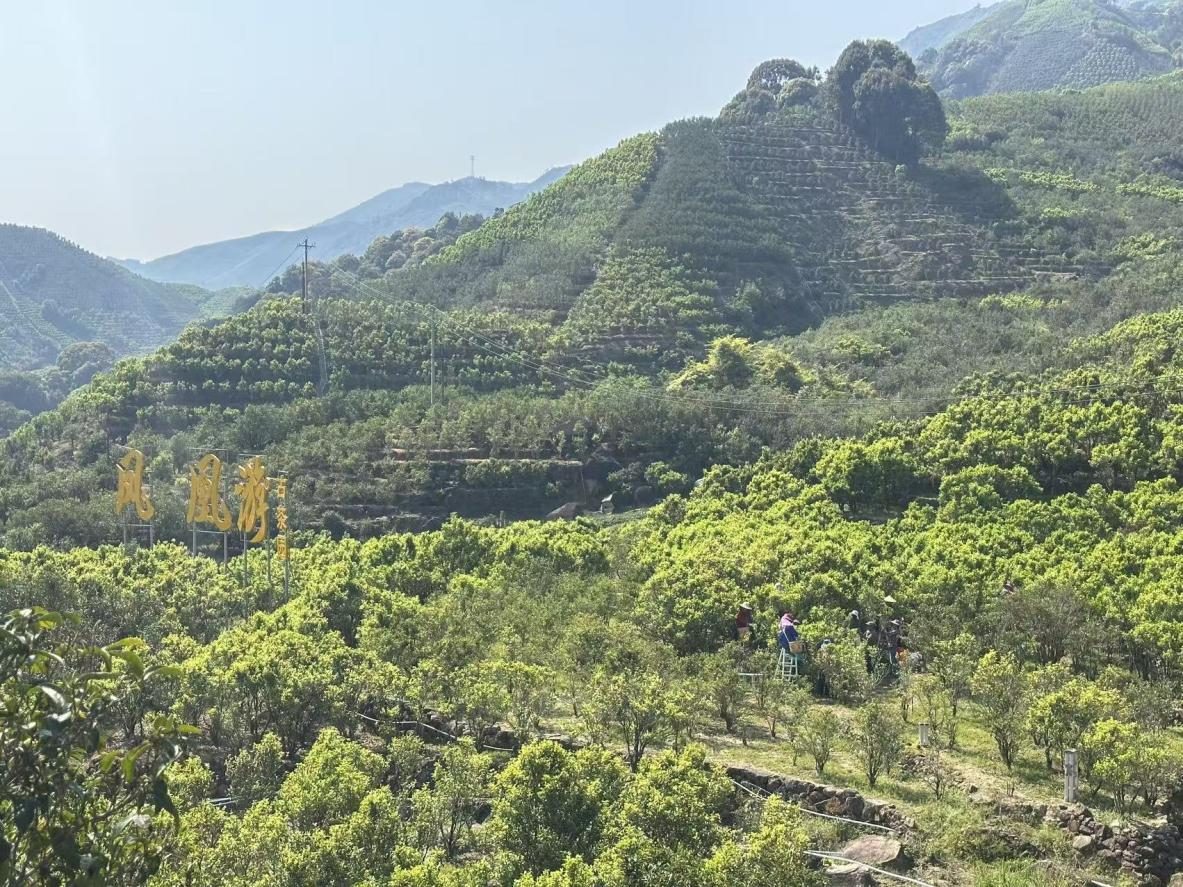 Terraced tea gardens in the Phoenix Mountains near Chaozhou