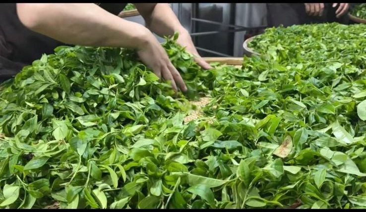 Tea maker tossing withered leaves during yao qing